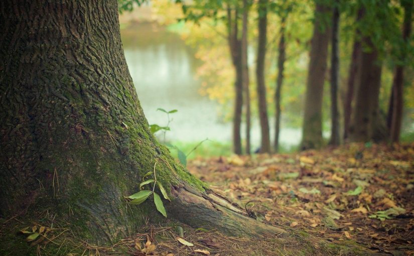 Prześliczny oraz {porządny zieleniec to nie lada wyzwanie, przede wszystkim jak jego pielęgnacją zajmujemy się sami.